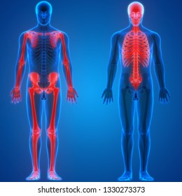 Human Skeleton System Appendicular Axial Skeleton Stock Illustration ...