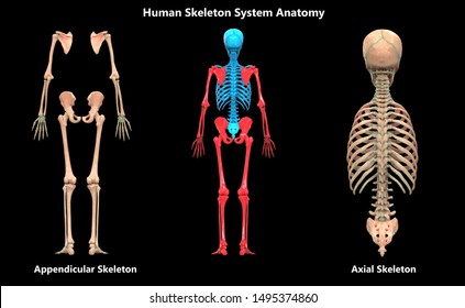 7,234 Axial Is Images, Stock Photos & Vectors | Shutterstock