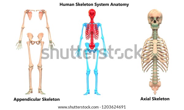 Axial And Appendicular Skeleton Joints 5073