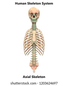 Human Skeleton System Axial Skeleton Anatomy Stock Illustration ...