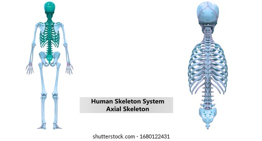 Human Skeleton System Axial Skeleton Anatomy Stock Illustration ...