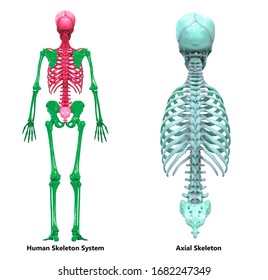 Human Skeleton System Axial Skeleton Anatomy Stock Illustration ...