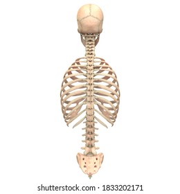 Human Skeleton System Axial Skeleton Anatomy Stock Illustration ...