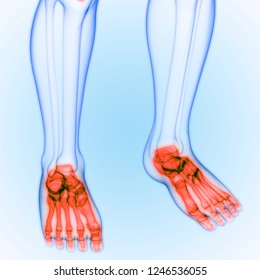 Human Skeleton System Bone Joints Anatomy Stock Illustration 1246536061 ...