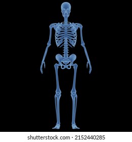 Human Skeleton System Bone Joints Anatomy Stock Illustration 2152440285 ...