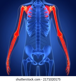 Human Skeleton System Bone Joints Anatomy Stock Illustration 2171020175 ...