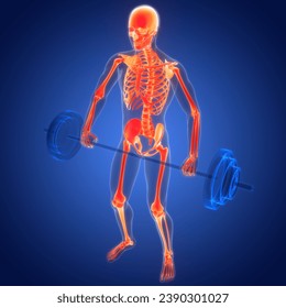 Human Skeleton System Bone Joints Anatomy. 3D