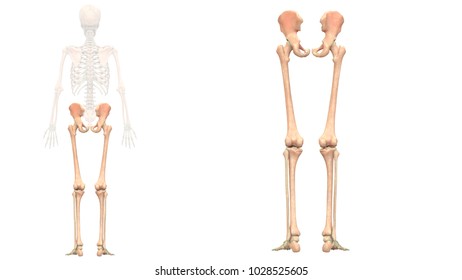 Bones Of Lower Limb Anatomy - Anatomy Drawing Diagram