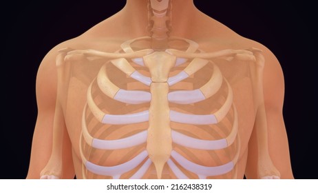 human skeleton system and face skull bones and skeleton ribcage anatomy of 3d illustration 3d rendering