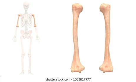 Human Skeleton System (Humerus) Anatomy Anterior View. 3D