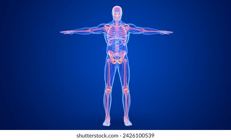 sistema de esqueleto humano anatomía aislada ilustración 3d