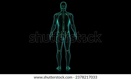 human skeleton system isolated anatomy 3d illustration