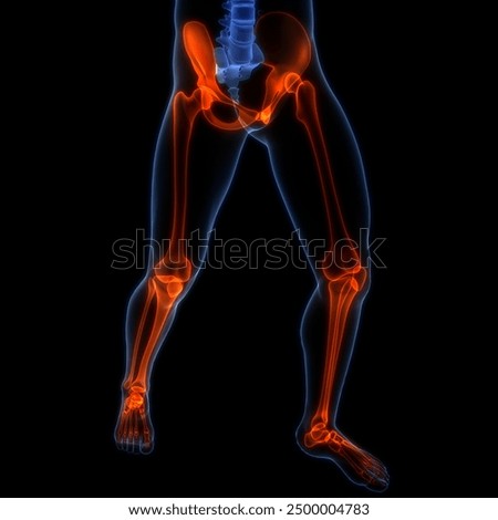 Human Skeleton System Lower Limb Bone Joints Anatomy. 3D