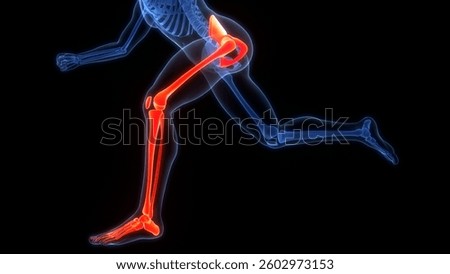 Human Skeleton System Lower Limb Bone Joints Anatomy. 3D