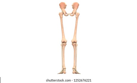 Bones Of Lower Limb Anatomy