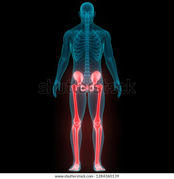 Human Skeleton\
System Lower Limbs Anatomy.\
3D