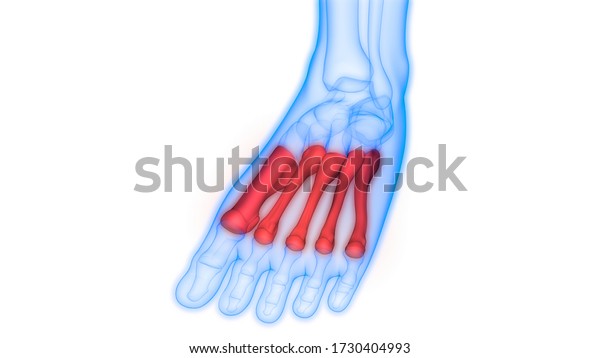 Human Skeleton System Metatarsals Bones Anatomy Stock Illustration ...