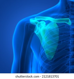 Human Skeleton System Pectoral Girdle Bone Joints Anatomy. 3D