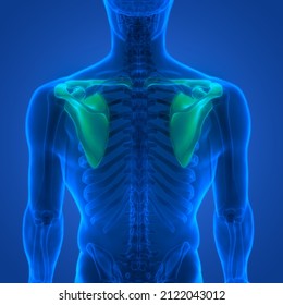 Human Skeleton System Pectoral Girdle Bone Joints Anatomy. 3D