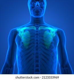 Human Skeleton System Pectoral Girdle Bone Joints Anatomy. 3D