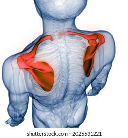 Human Skeleton System Pectoral (Shoulder) Girdle Anatomy. 3D