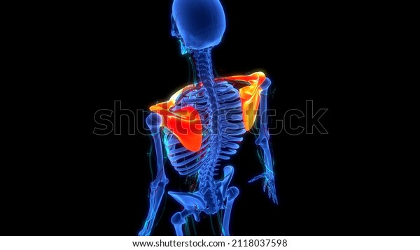 Human Skeleton System Pectoral (Shoulder) Girdle Bone
Joints Anatomy. 3D