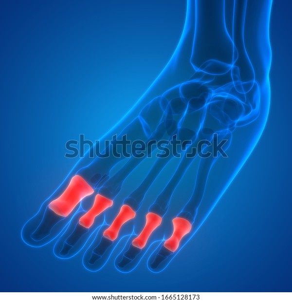 Human Skeleton System Phalanges Bones Anatomy Stock Illustration ...