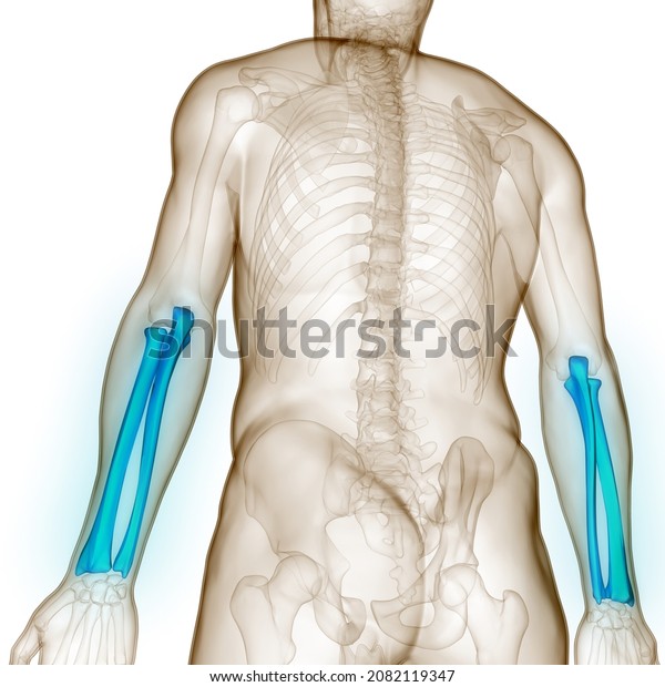 Human Skeleton System Radius Ulna Bone Stock Illustration 2082119347 ...