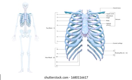 Human Bones Labeled Rib Images, Stock Photos & Vectors | Shutterstock