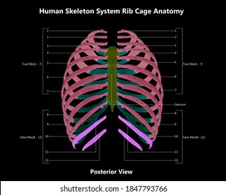 Human Bones Labeled Rib Images, Stock Photos & Vectors | Shutterstock