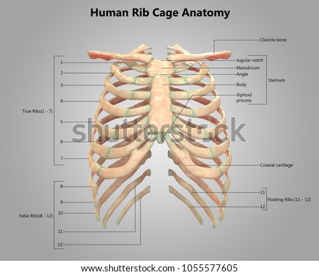 Muscle diagram ribs