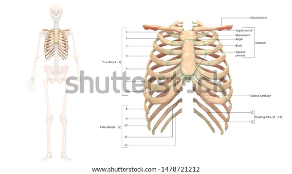 Human Skeleton System Rib Cage Anatomy Stock Illustration 1478721212