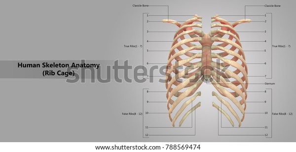 Human Skeleton System Rib Cage Labels Stock Illustration 788569474