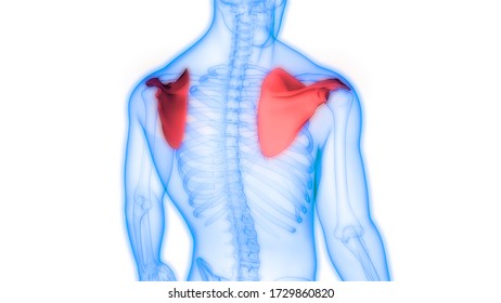 Human Skeleton System Scapula Bone Joints Stock Illustration 1729860820