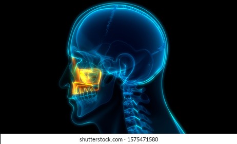Human Skeleton System Skull Bone Parts Maxilla Bone Anatomy. 3D