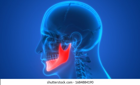 Human Skeleton System Skull Bone Parts Mandible Bone Anatomy