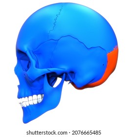 Human Skeleton System Skull Bone Parts Occipital Bone Anatomy. 3D