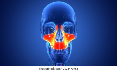 Human Skeleton System Skull Bone  Parts Maxilla Anatomy. 3D