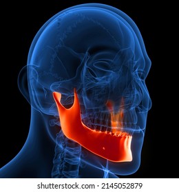 Human Skeleton System Skull Bone Parts Mandible Anatomy. 3D