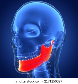 Human Skeleton System Skull Bone Parts Mandible Anatomy. 3D