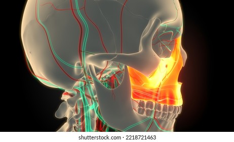 Human Skeleton System Skull Bone Parts Maxilla Anatomy. 3D