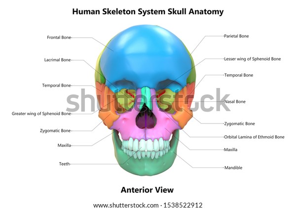ラベル解剖学の前面図を持つ人間のスケルトンシステムの頭蓋骨 3d のイラスト素材