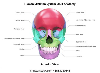 Human Skeleton System Skull Parts with Labels Anatomy Anterior View. 3D