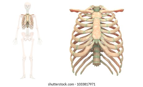 9,966 Thoracic skeleton Images, Stock Photos & Vectors | Shutterstock