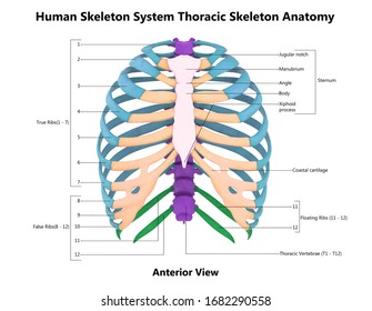 Human Rib Bones Labeled Stock Illustration 15311341 | Shutterstock