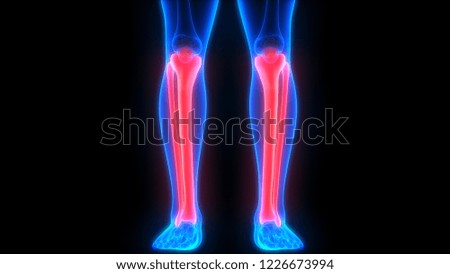Human Skeleton System Tibia and Fibula Bone Joints Anatomy. 3D