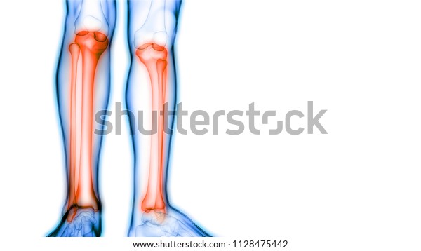 Human Skeleton System Tibia Fibula Anatomy Stock Illustration ...