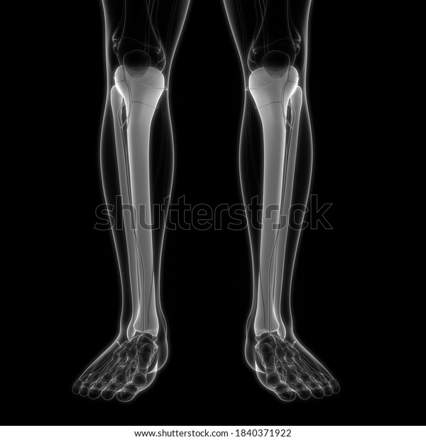 Human Skeleton System Tibia Fibula Bone Stock Illustration 1840371922