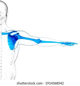 Human Skeleton System Upper Limb Bone Joints Anatomy. 3D