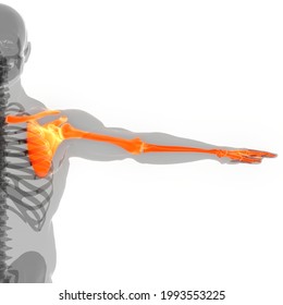 Human Skeleton System Upper Limb Bone Joints Anatomy. 3D